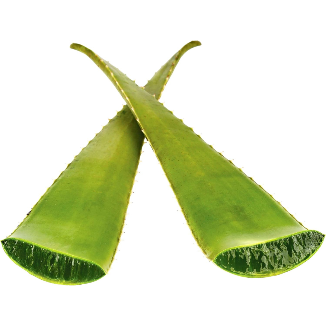 Fresh Giant Aloe Vera Leaf