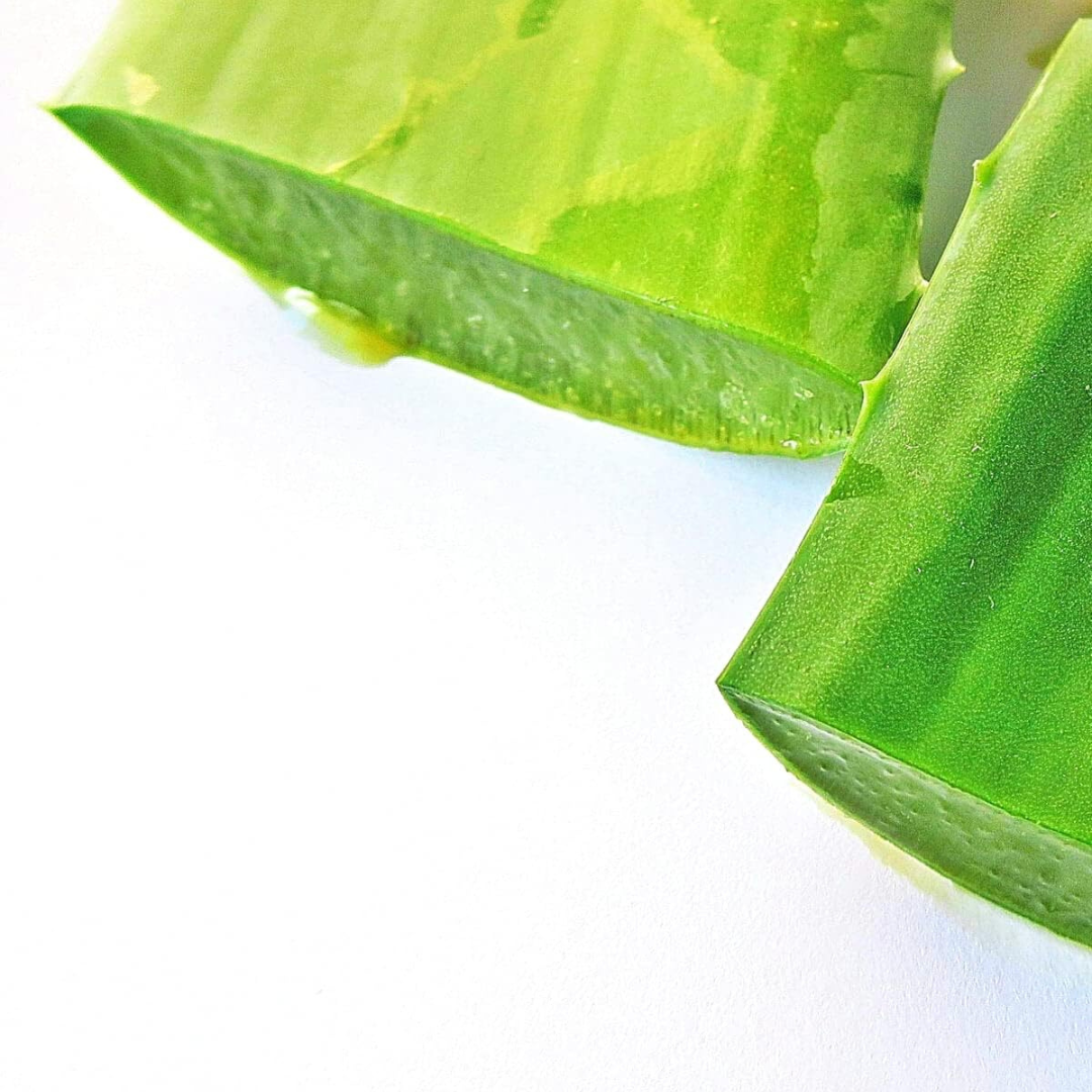 Fresh Giant Aloe Vera Leaf