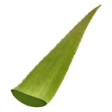 Fresh Giant Aloe Vera Leaf