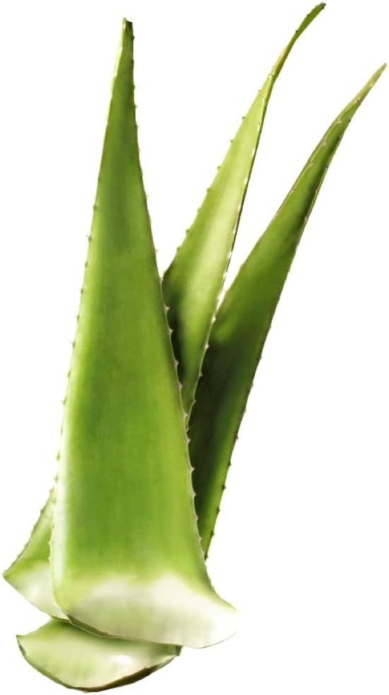 Fresh Giant Aloe Vera Leaf