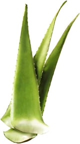 Fresh Giant Aloe Vera Leaf