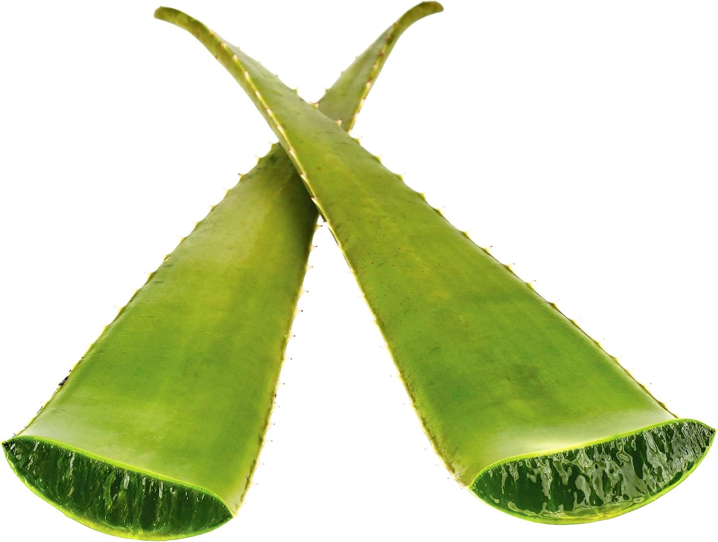 Fresh Giant Aloe Vera Leaf