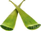 Fresh Giant Aloe Vera Leaf