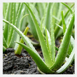 Fresh Giant Aloe Vera Leaf
